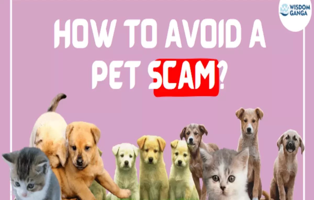 Pet scam image